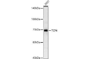 Western Blotting (WB) image for anti-Transcription Factor 4 (TCF4) (AA 400-500) antibody (ABIN3021530)