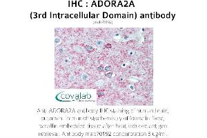 Image no. 1 for anti-Adenosine A2a Receptor (ADORA2A) (full length) antibody (ABIN1723138) (Adenosine A2a Receptor antibody  (full length))