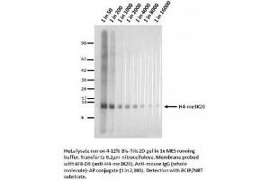 Image no. 1 for anti-Histone H4 (3meLys20) antibody (ABIN1042606) (Histone H4 antibody  (3meLys20))