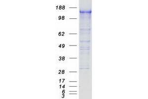 Validation with Western Blot (PCDH7 Protein (Transcript Variant C) (Myc-DYKDDDDK Tag))