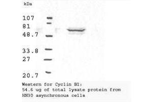 Image no. 2 for anti-Cyclin B1 (CCNB1) antibody (ABIN599627) (Cyclin B1 antibody)