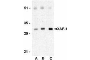 Western blot analysis of XAF-1 in human spleen lysate with this product at 0. (XAF1 antibody  (C-Term))