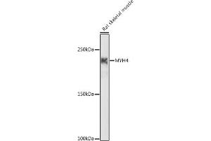 Western blot analysis of extracts of Rat skeletal muscle, using MYH4 antibody (ABIN7268749) at 1:1000 dilution. (MYH4 antibody  (AA 1450-1550))