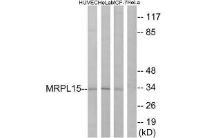 Western Blotting (WB) image for anti-Mitochondrial Ribosomal Protein L15 (MRPL15) (Internal Region) antibody (ABIN1850548) (MRPL15 antibody  (Internal Region))