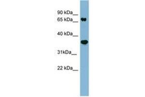 Image no. 1 for anti-Protein Phosphatase 2, Regulatory Subunit A, beta (PPP2R1B) (AA 35-84) antibody (ABIN6741728)