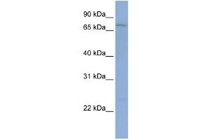 Western Blotting (WB) image for anti-Protocadherin gamma Subfamily B, 1 (PCDHGB1) antibody (ABIN2459281) (PCDHGB1 antibody)