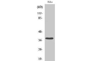 Western Blotting (WB) image for anti-Budding Uninhibited By Benzimidazoles 3 Homolog (Yeast) (BUB3) (C-Term) antibody (ABIN3183572) (BUB3 antibody  (C-Term))