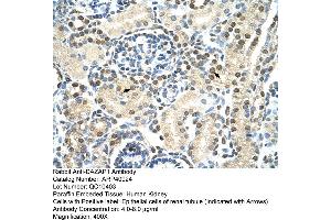 Rabbit Anti-DAZAP1 Antibody  Paraffin Embedded Tissue: Human Kidney Cellular Data: Epithelial cells of renal tubule Antibody Concentration: 4. (DAZAP1 antibody  (C-Term))