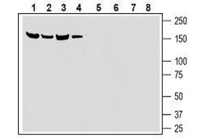 Western blot analysis of mouse kidney membranes (lanes 1 and 5), rat pancreas lysates (lanes 2 and 6), mouse brain membranes (lanes 3 and 7) and rat brain lysate (lanes 4 and 8): - 1-4.