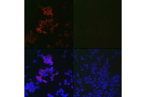 Immunofluorescence analysis of 293T cells using MLC3B Mouse mAb (ABIN7268520) at dilution of 1:100 (40x lens). (LC3B antibody)