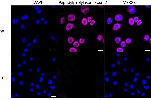 anti-Peptidylprolyl Isomerase D (PPID) antibody