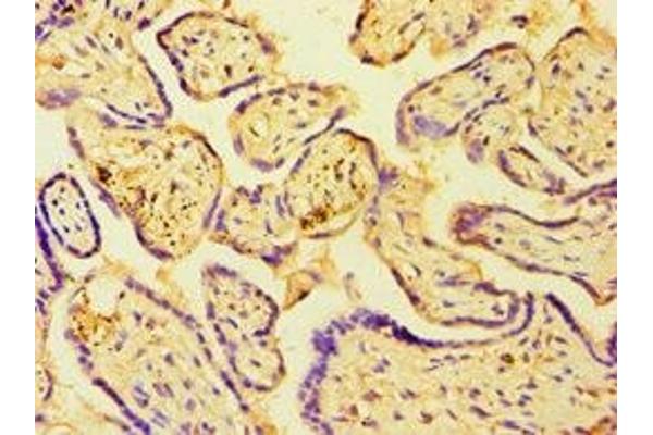 C14orf94 antibody  (AA 1-363)