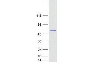 Western Blotting (WB) image for Protein Phosphatase 1, Regulatory Subunit 8 (PPP1R8) (Transcript Variant 1) protein (Myc-DYKDDDDK Tag) (ABIN2727321)