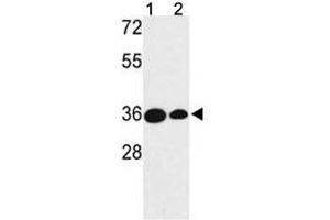 Western blot analysis of TAZ antibody and (1) MDA-MB231 and (2) NCI-H460 lysate. (TAZ antibody  (AA 32-60))