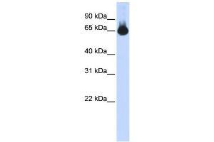 WB Suggested Anti-FOXG1 Antibody Titration: 0. (FOXG1 antibody  (N-Term))