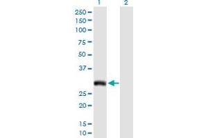 Western Blot analysis of AQP7 expression in transfected 293T cell line by AQP7 MaxPab polyclonal antibody. (Aquaporin 7 antibody  (AA 1-342))