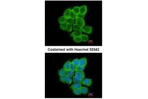 ICC/IF Image Immunofluorescence analysis of paraformaldehyde-fixed A431, using RGS17, antibody at 1:200 dilution.