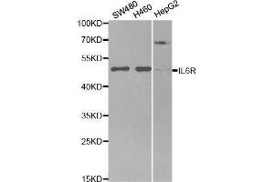Western blot analysis of extracts of various cell lines, using IL6R antibody. (IL-6 Receptor antibody  (AA 20-320))
