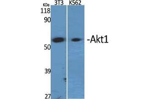 Western Blot (WB) analysis of specific cells using Akt1 Polyclonal Antibody. (AKT1 antibody  (Ser137))
