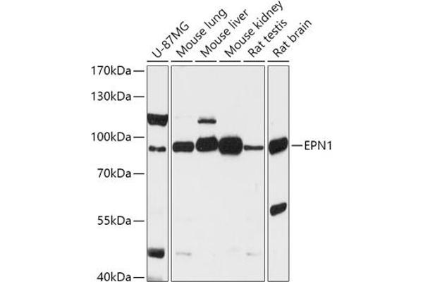 Epsin 1 antibody  (AA 130-180)