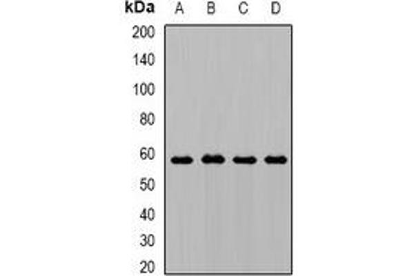 Alpha-amylase 1 antibody