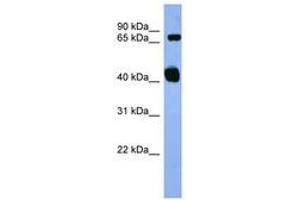 Image no. 1 for anti-Amyloid beta (A4) Precursor Protein-Binding, Family B, Member 1 (Fe65) (APBB1) (AA 197-246) antibody (ABIN6746407) (FE65 antibody  (AA 197-246))