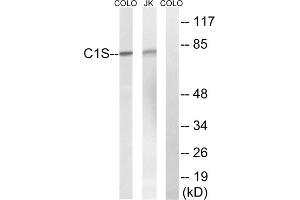 Western blot analysis of extracts from Jurkat cells and COLO cells, using C1S antibody.