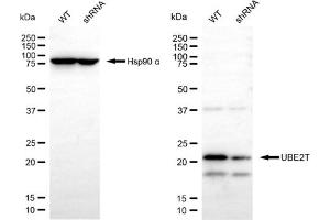 Western blotting analysis using UBE2T antibody (ABIN7800752). (Ube2t antibody)
