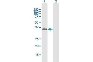 Western Blot analysis of TBC1D10A expression in transfected 293T cell line by TBC1D10A MaxPab polyclonal antibody. (TBC1D10A antibody  (AA 1-329))