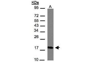 WB Image Sample(30 μg of whole cell lysate) A:Hep G2, 12% SDS PAGE antibody diluted at 1:1000