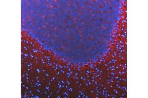 IF analysis of SLC6A1 using anti-SLC6A1 antibody (ABIN5518957). (SLC6A1 antibody  (N-Term))