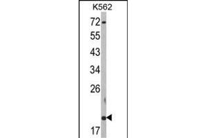 Western blot analysis of RNF5 Antibody (N-term) (ABIN652548 and ABIN2842368) in K562 cell line lysates (35 μg/lane). (RNF5 antibody  (AA 1-30))