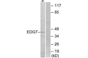 Western blot analysis of extracts from Jurkat cells, using EDG7 antibody. (LPAR3 antibody  (Internal Region))