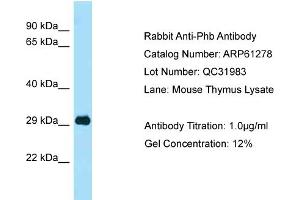 Western Blotting (WB) image for anti-Prohibitin (PHB) (C-Term) antibody (ABIN2788746) (Prohibitin antibody  (C-Term))