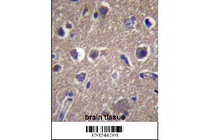 ANKS1B Antibody immunohistochemistry analysis in formalin fixed and paraffin embedded human brain tissue followed by peroxidase conjugation of the secondary antibody and DAB staining. (ANKS1B antibody  (AA 570-599))