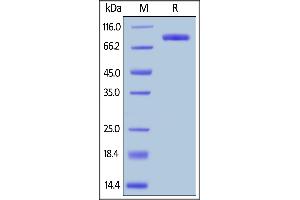Human LAG-3, Fc Tag on  under reducing (R) condition. (LAG3 Protein (AA 23-450) (Fc Tag))