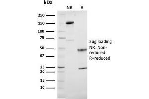 SDS-PAGE Analysis Purified Cytochrome C Mouse Monoclonal Antibody (7H8. (Cytochrome C antibody  (AA 1-80))