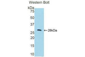 Western Blotting (WB) image for anti-Cathepsin C (CTSC) (AA 231-462) antibody (ABIN1858543) (CTSC antibody  (AA 231-462))