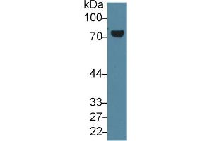 Western blot analysis of Mouse Placenta lysate, using Human TGM2 Antibody (1 µg/ml) and HRP-conjugated Goat Anti-Rabbit antibody (