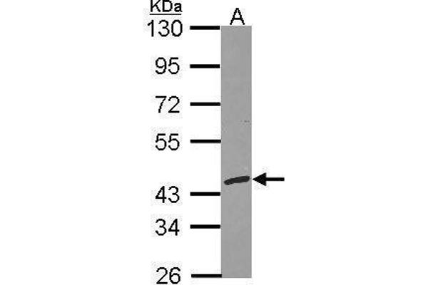 RFC3 antibody