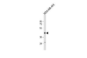 Anti-HSD17B2 Antibody (Center) at 1:1000 dilution + MDA-MB-453 whole cell lysate Lysates/proteins at 20 μg per lane. (HSD17B2 antibody  (AA 265-294))