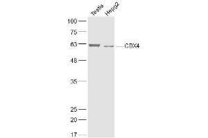 Lane 1: Mouse testis lysates Lane 2: Human HepG2 lysates probed with CBX4 Polyclonal Antibody, Unconjugated  at 1:300 dilution and 4˚C overnight incubation. (CBX4 antibody  (AA 401-500))