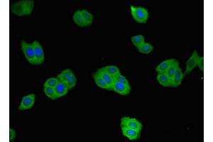 Immunofluorescent analysis of HepG2 cells using ABIN7167671 at dilution of 1:100 and Alexa Fluor 488-congugated AffiniPure Goat Anti-Rabbit IgG(H+L) (Renin antibody  (AA 229-398))