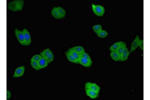 Immunofluorescent analysis of HepG2 cells using ABIN7167671 at dilution of 1:100 and Alexa Fluor 488-congugated AffiniPure Goat Anti-Rabbit IgG(H+L) (Renin antibody  (AA 229-398))