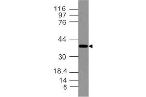 Image no. 1 for anti-Distal-Less Homeobox 3 (DLX3) (AA 93-282) antibody (ABIN5027159) (DLX3 antibody  (AA 93-282))