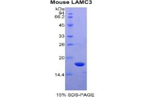 SDS-PAGE analysis of Mouse Laminin gamma 3 Protein.