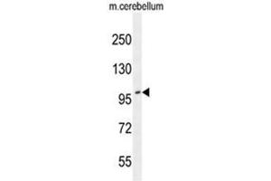 ADAMTS10 Antibody (N-term) western blot analysis in mouse cerebellum tissue lysates (35µg/lane). (ADAMTS10 antibody  (N-Term))