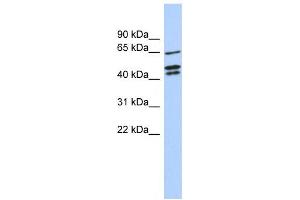 Western Blotting (WB) image for anti-Zinc Finger Protein 578 (ZNF578) antibody (ABIN2459420)