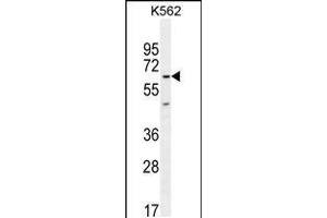 Western blot analysis in K562 cell line lysates (35ug/lane). (KBTBD5 antibody  (AA 349-377))