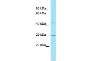 WB Suggested Anti-GPR84 Antibody Titration: 1.